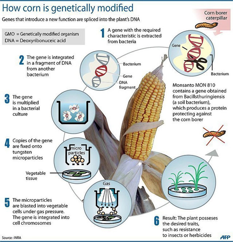 How to Make GMO Corn
