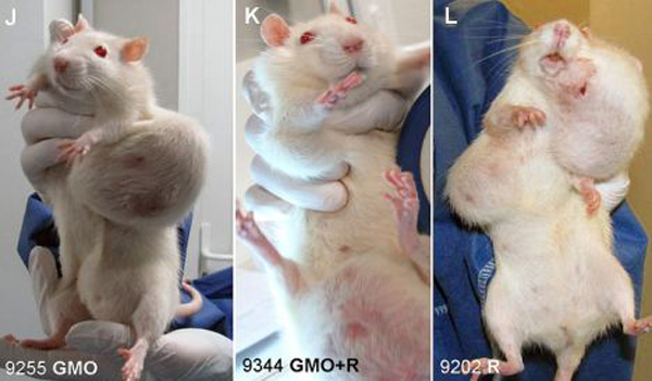 Diseased Test Rats