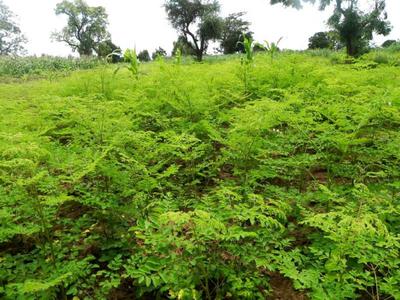 Moringa Intensive Cultivation (Image courtesy of www.amandla-africa.org)