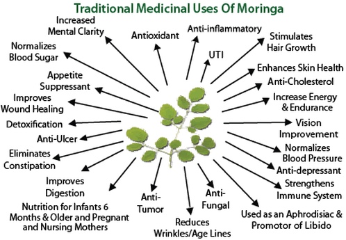 Traditional Medicinal Uses of Moringa