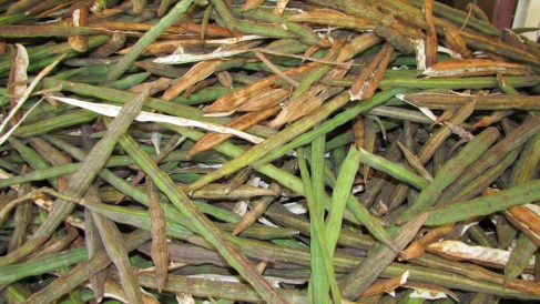 Moringa Pods after Harvest and Stacked for Sorting