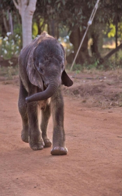 Moses the Lilongwe Orphan Elephant