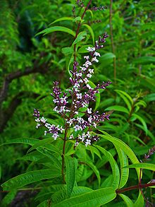 Lemon Beebrush