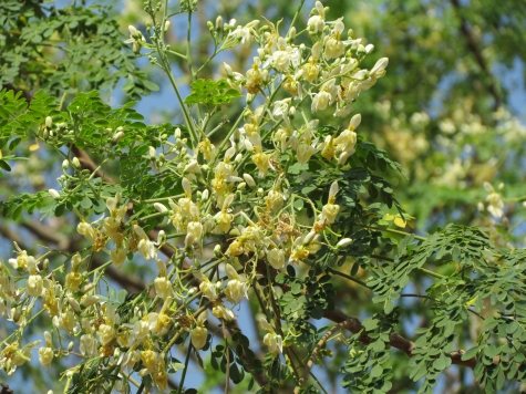 Natural Health Moringa Blossoms