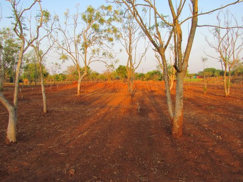 Moringa Farm Sunrise