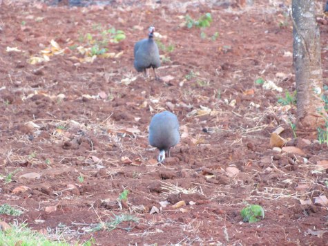 Natural Health Morning Visitors