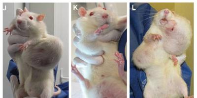 Cancerous Tumours in Lab Rats caused by GMO Food and their Associated Biocides