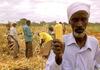 Poor Farmers are Some of the Victims of GMO and Global Food Monopolies