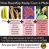 How GMO Corn / Maize is Made
