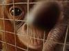 By checking before you buy, this orangutan may have a life