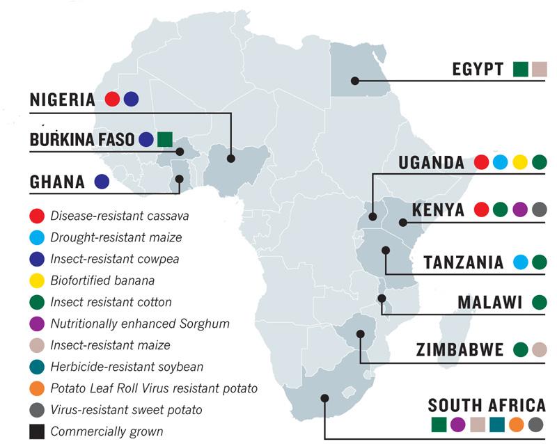 GMO Food and Cotton Trials in Africa