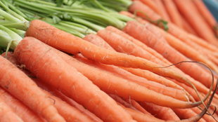 Drugs Made from GMO Carrots