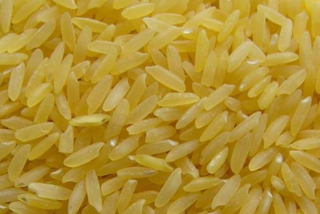 GMO Golden Rice