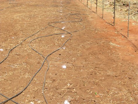 Natural Resources Moringa Spacing