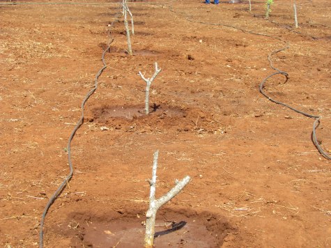 Natural Resources Moringa Irrigation