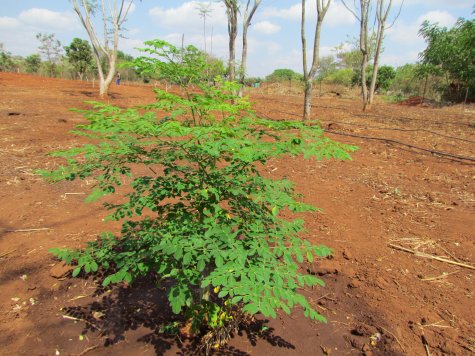 Natural Resources High Nutrition