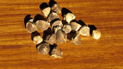 Natural Resources Moringa Seeds