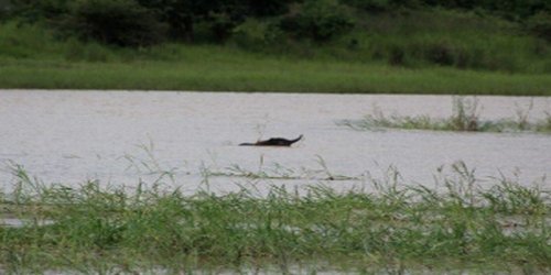Trying to Cross a Flooded River