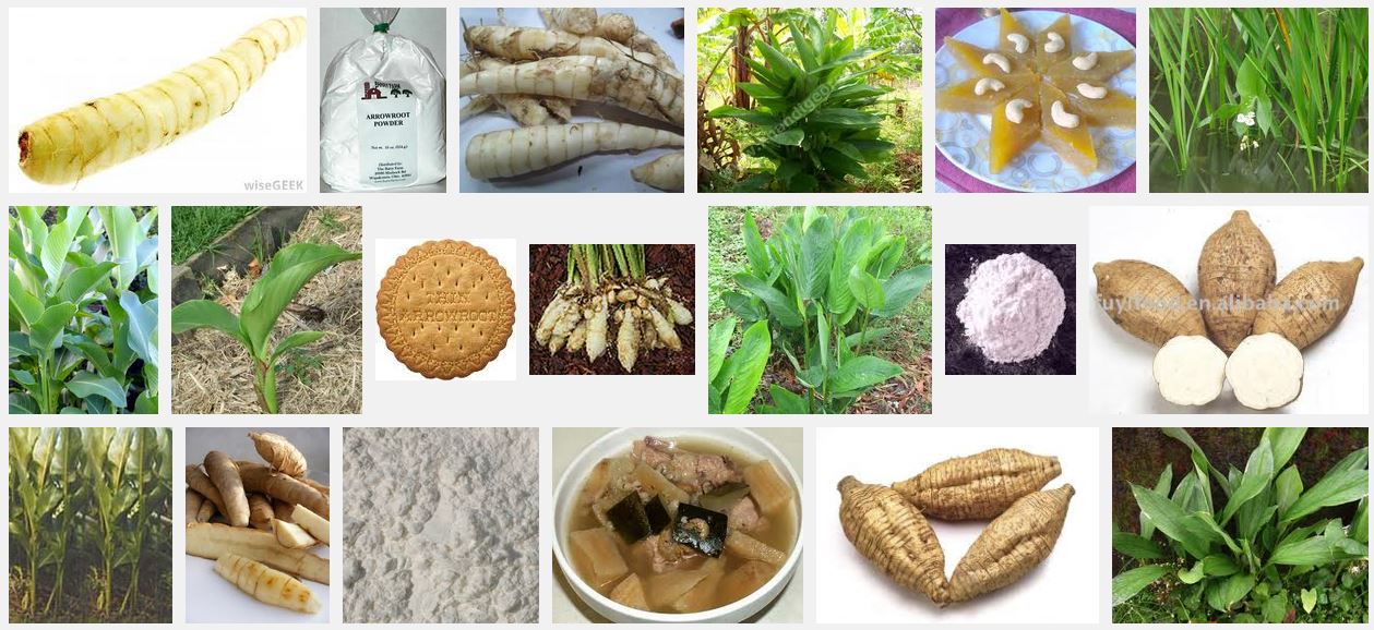 Arrowroot in Various Forms