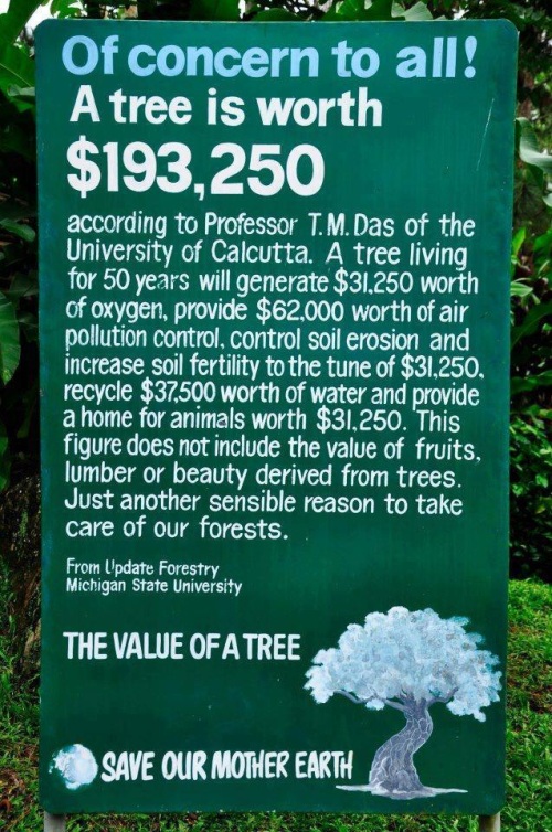 A Tree is Worth $193,250