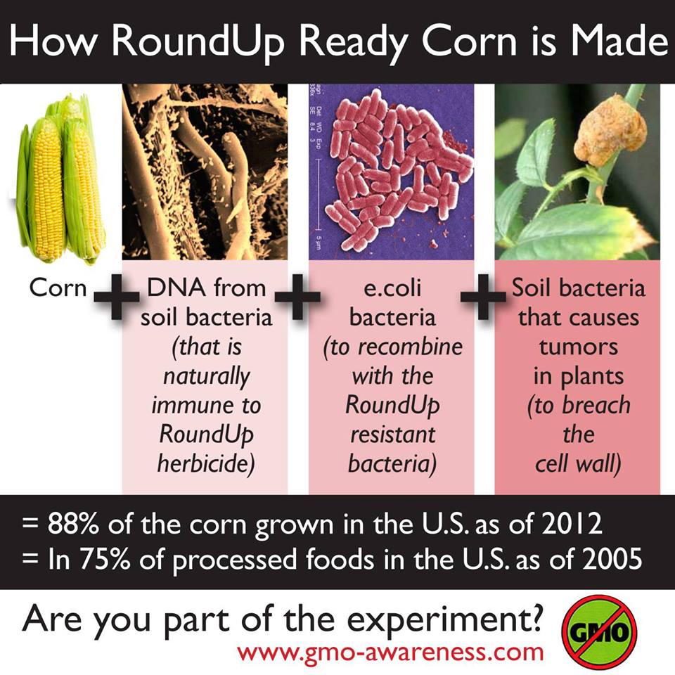 How to Make GMO Corn