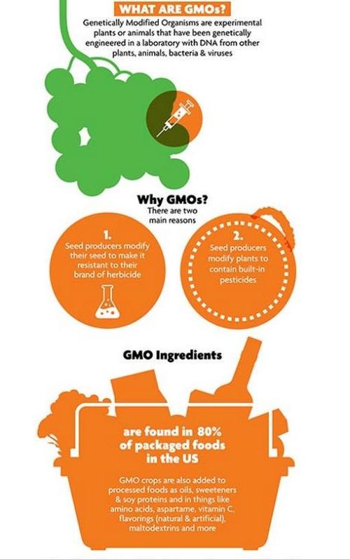 What are GMO's