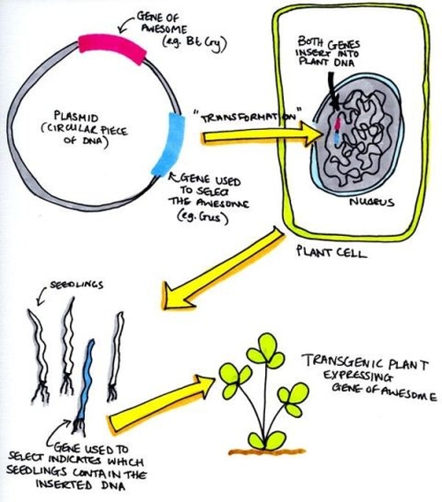 How to Make a Transgenic Plant