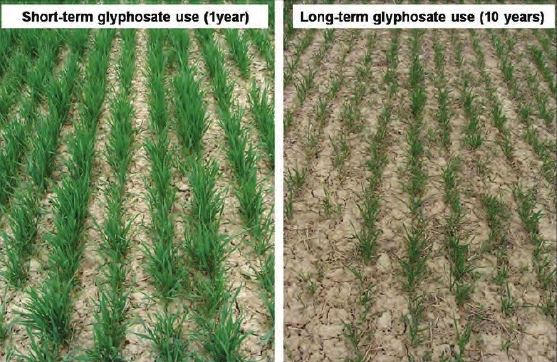 Long Term Glyphosate Use