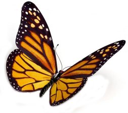 About us and the butterfly effect