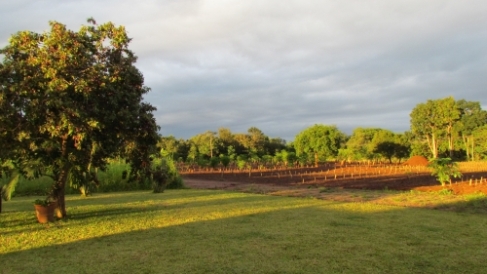 Moringa Orchid After the Rains with all the Truncheons Planted