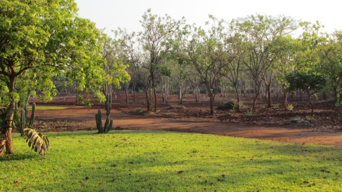 Moringa Orchid Looking Dry