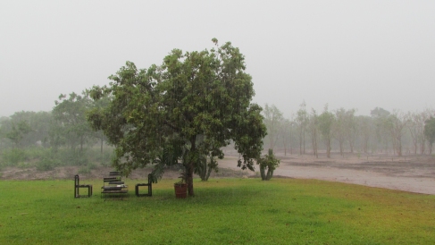 Moringa Orchid Looking VERY Wet