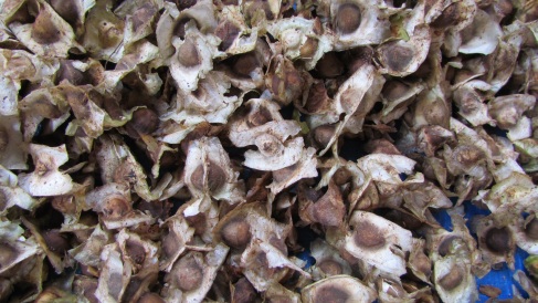 Sun Dried Moringa Seeds