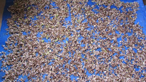 Moringa Seeds Drying on a Mat