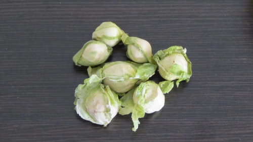 Moringa Seeds 2 Weeks After Harvest