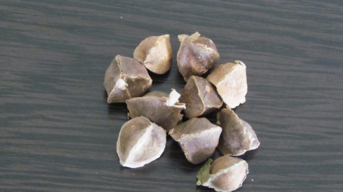 Moringa Seeds with No Wings