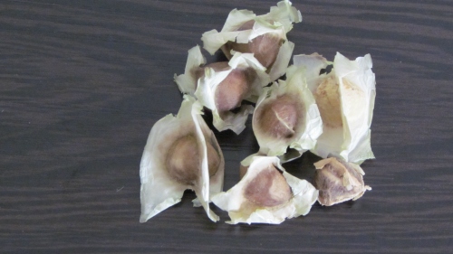 Moringa Seeds with Wings