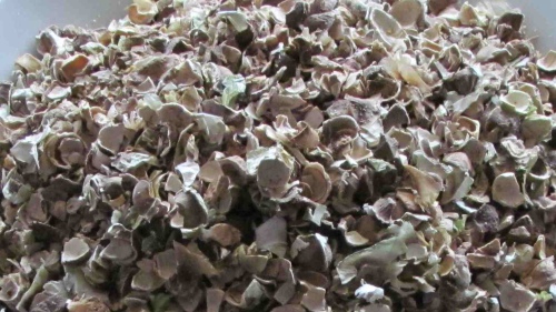 Broken Moringa Shells before Grinding