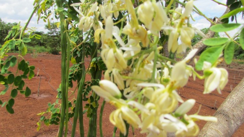 Moringa Pods and Blossoms