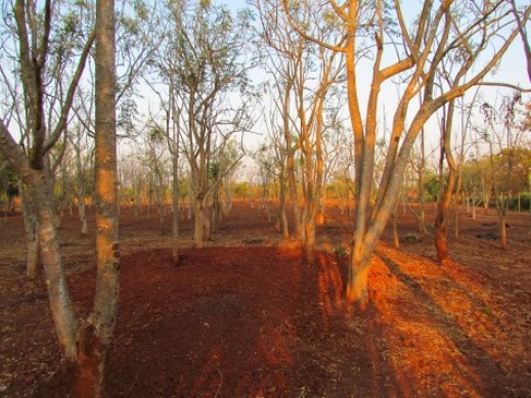 Typical Moringa Garden