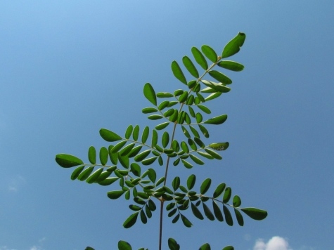 Natural Health Moringa Leaf