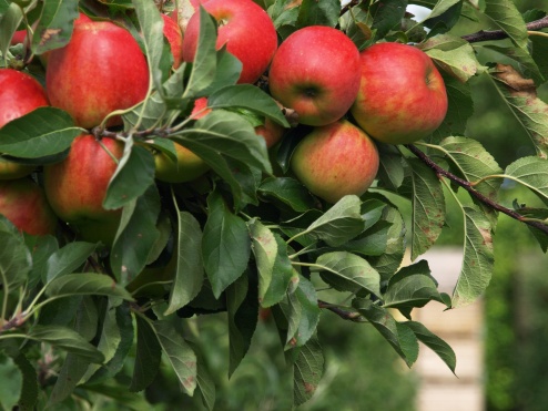 Organic Apples